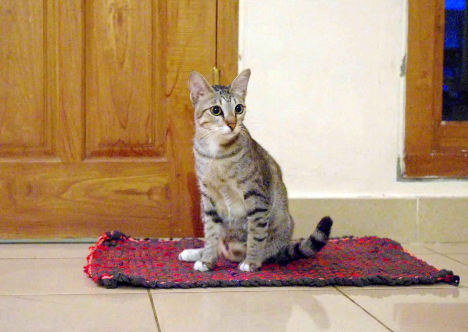 ulazni otirači
